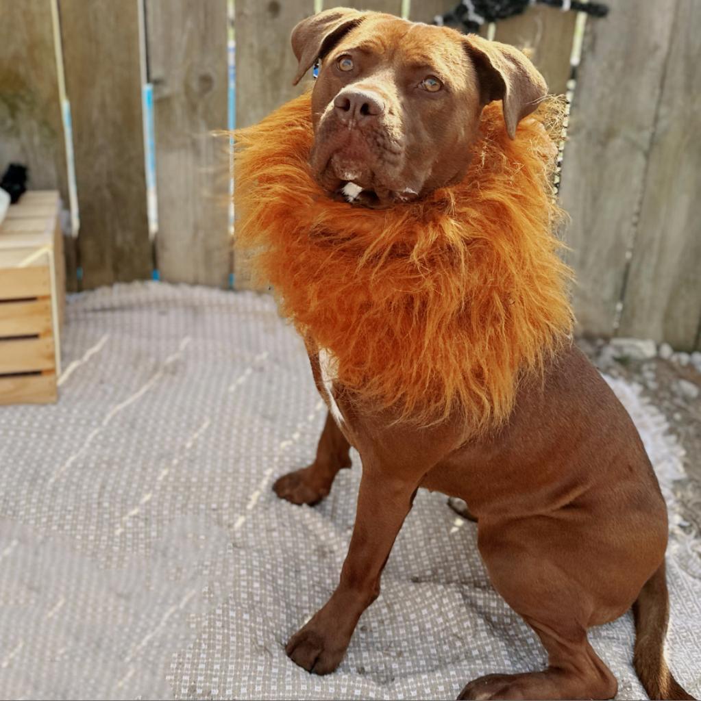 Sugar, an adoptable Chocolate Labrador Retriever, American Staffordshire Terrier in Mount Vernon, IN, 47620 | Photo Image 3