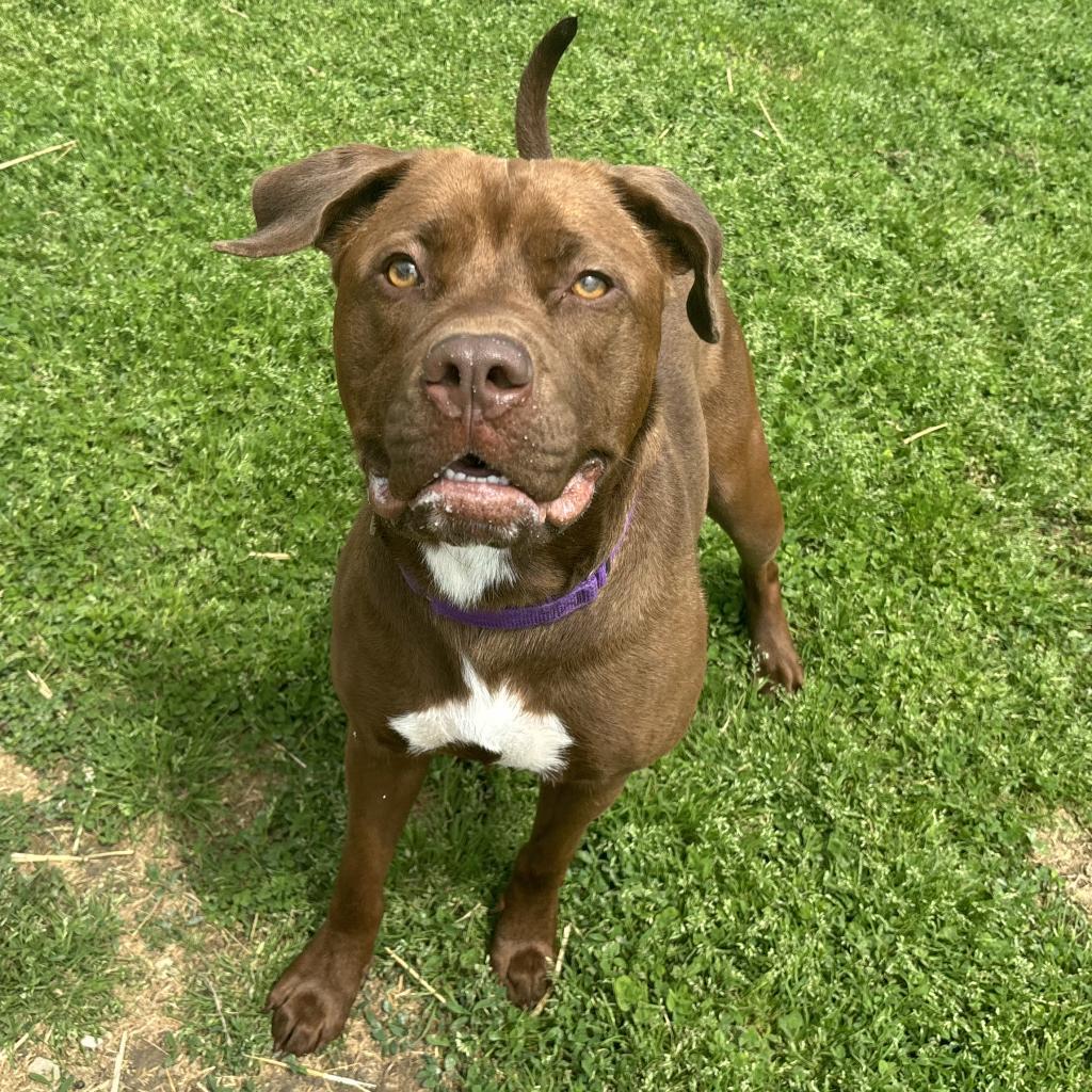 Sugar, an adoptable Chocolate Labrador Retriever, American Staffordshire Terrier in Mount Vernon, IN, 47620 | Photo Image 5
