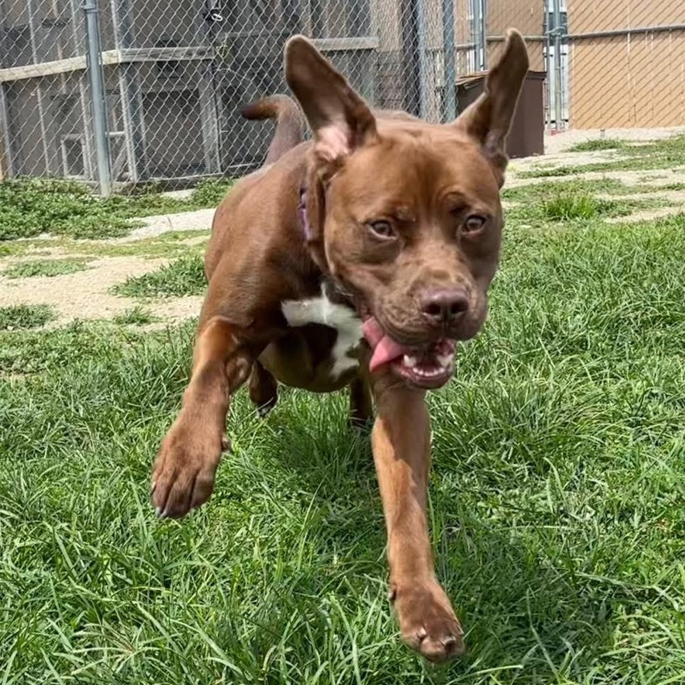 Sugar, an adoptable Chocolate Labrador Retriever, American Staffordshire Terrier in Mount Vernon, IN, 47620 | Photo Image 6