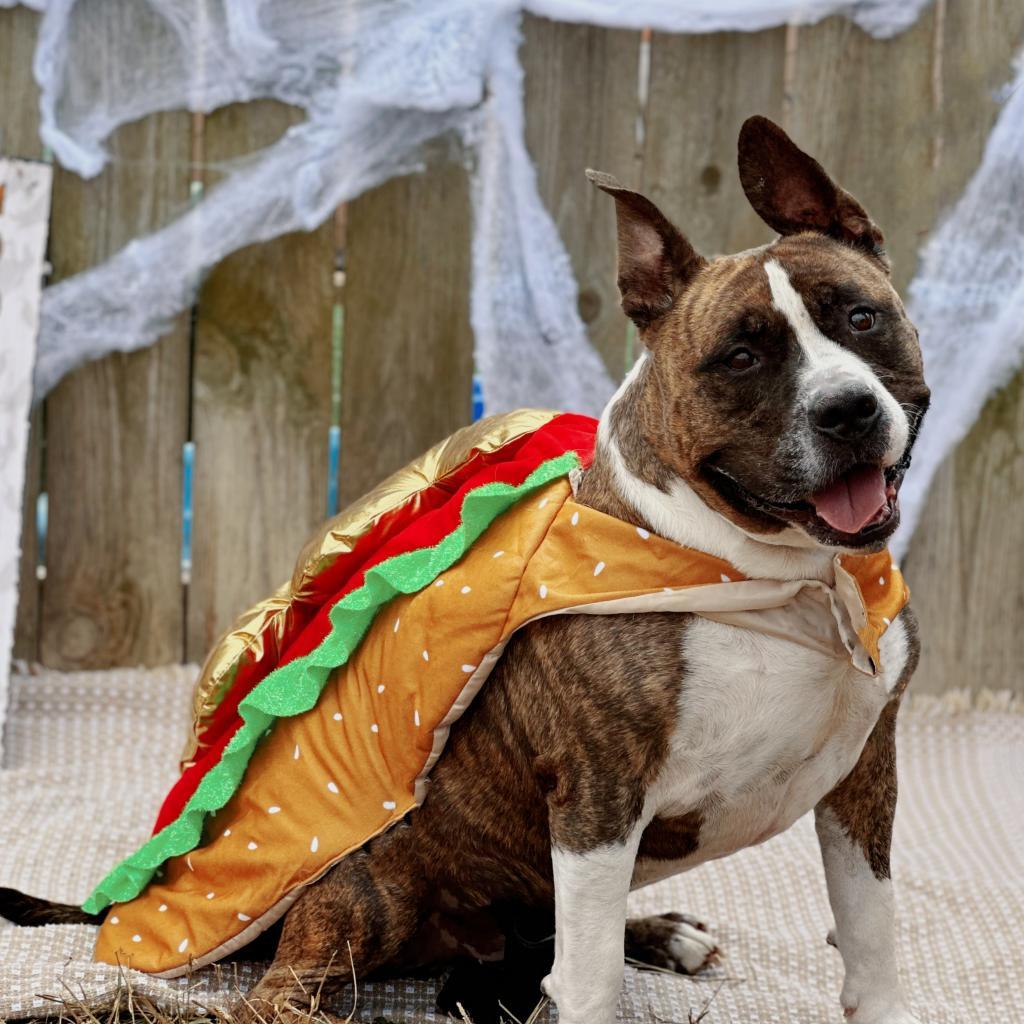 Rocky, an adoptable Pit Bull Terrier in Mount Vernon, IN, 47620 | Photo Image 1