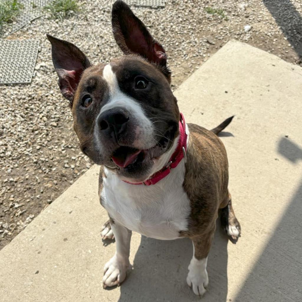Rocky, an adoptable Pit Bull Terrier in Mount Vernon, IN, 47620 | Photo Image 2