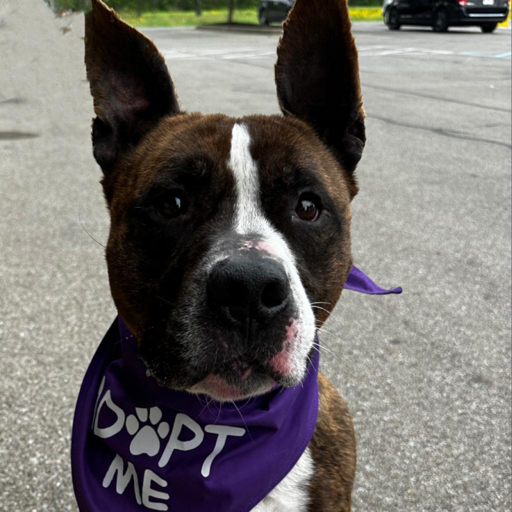 Rocky, an adoptable Pit Bull Terrier in Mount Vernon, IN, 47620 | Photo Image 3