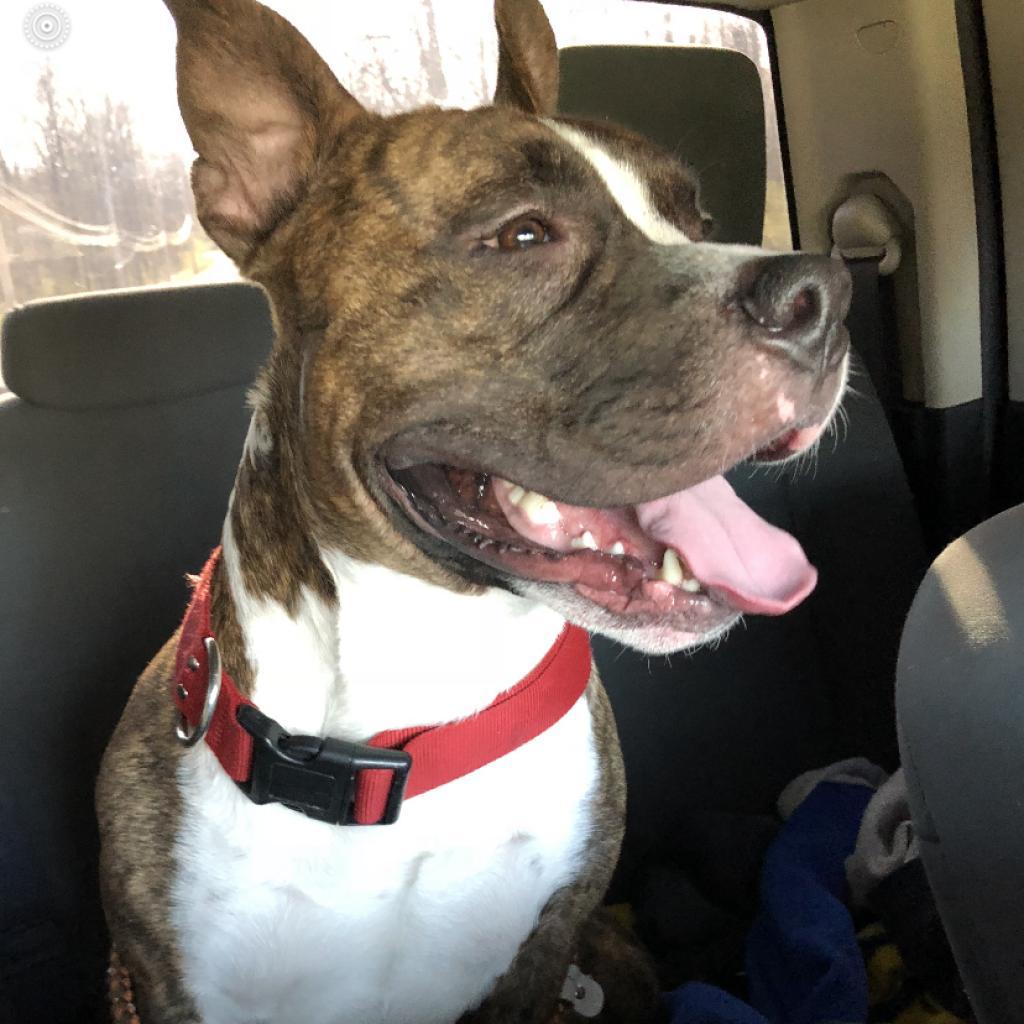 Rocky, an adoptable Pit Bull Terrier in Mount Vernon, IN, 47620 | Photo Image 4