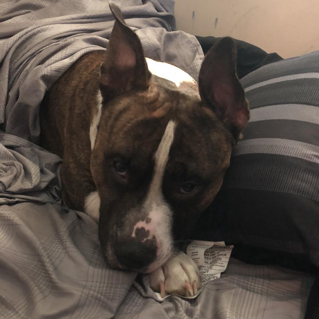 Rocky, an adoptable Pit Bull Terrier in Mount Vernon, IN, 47620 | Photo Image 5