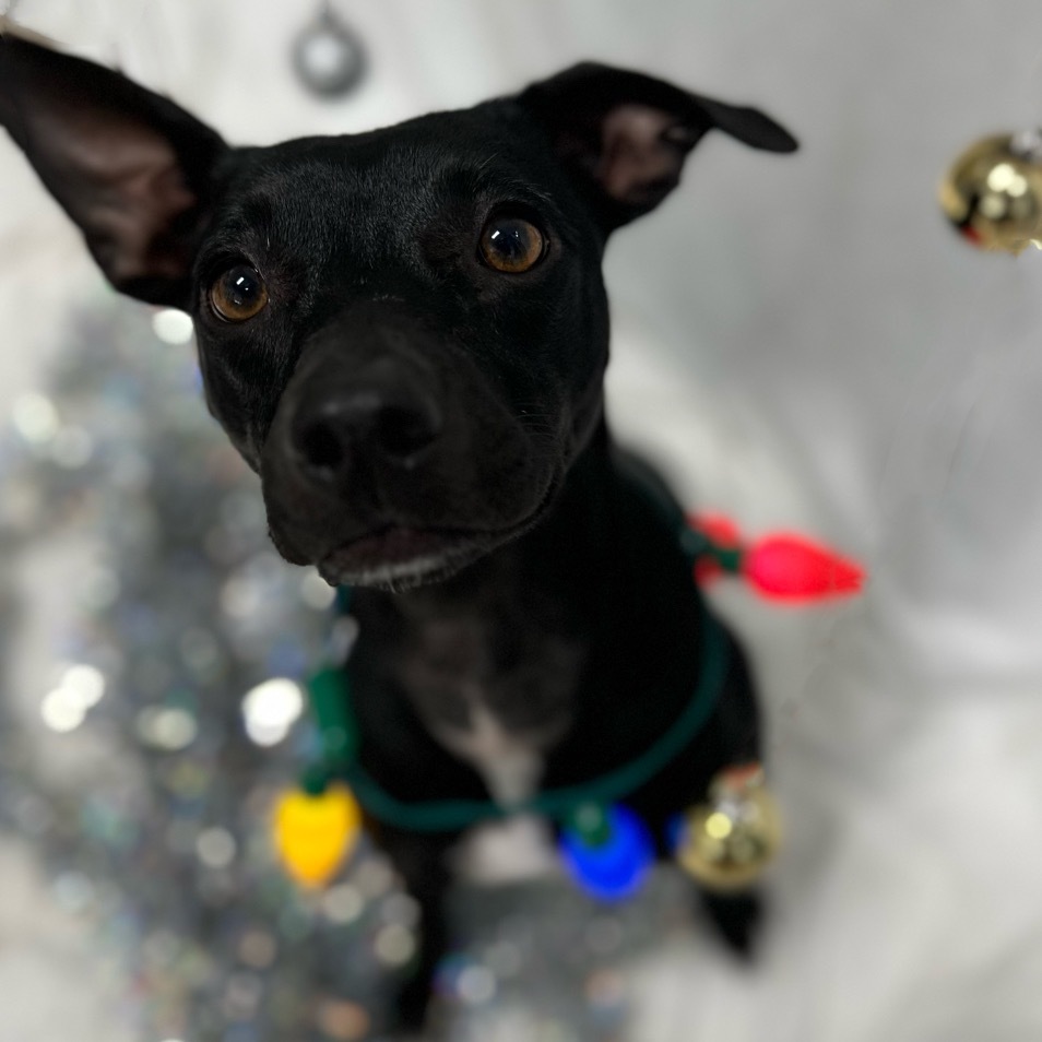 Frankie 2