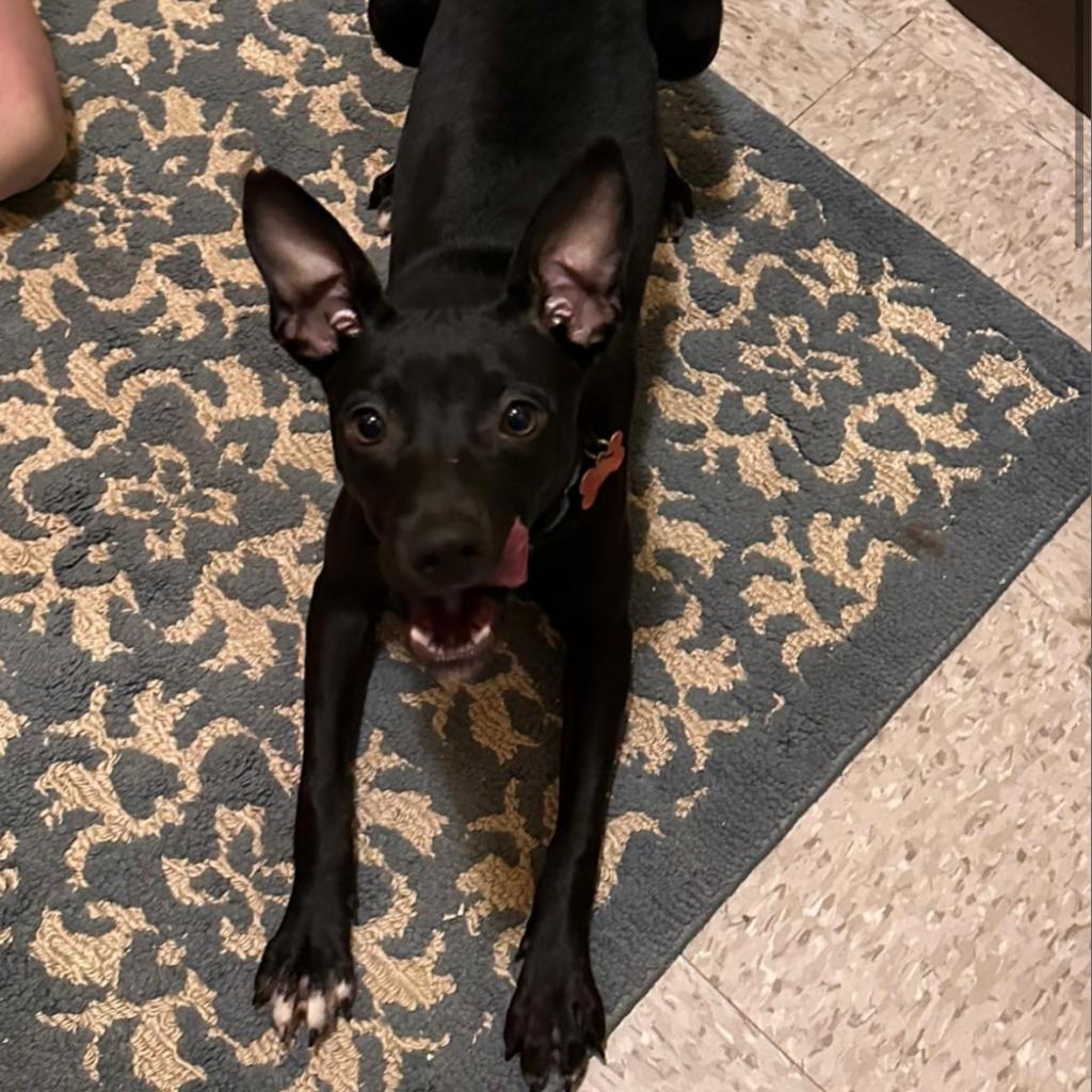Frankie 2