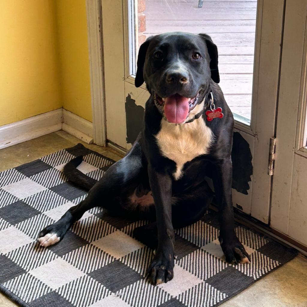 Oreo, an adoptable Pit Bull Terrier, Labrador Retriever in Mount Vernon, IN, 47620 | Photo Image 2