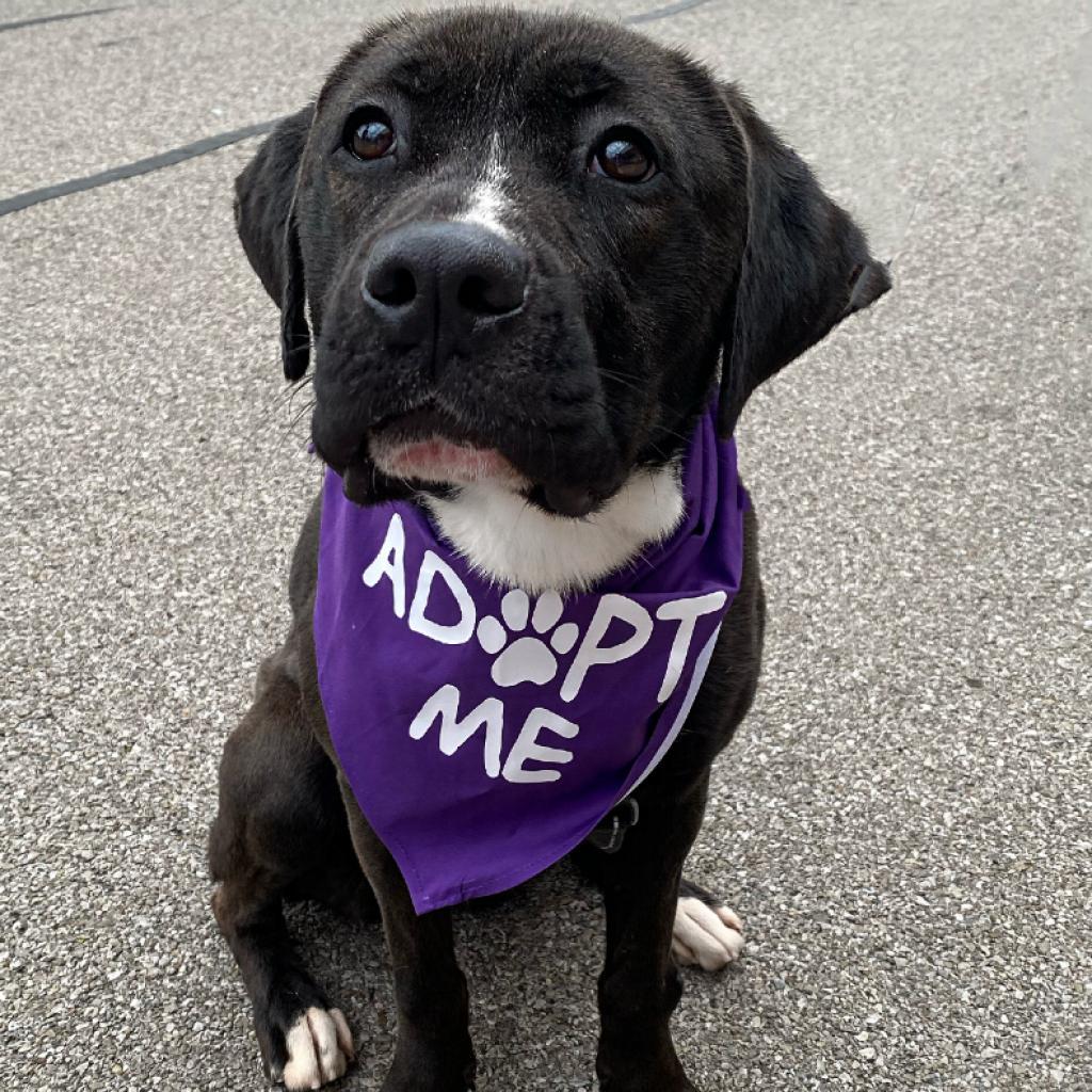 Oreo, an adoptable Pit Bull Terrier, Labrador Retriever in Mount Vernon, IN, 47620 | Photo Image 3