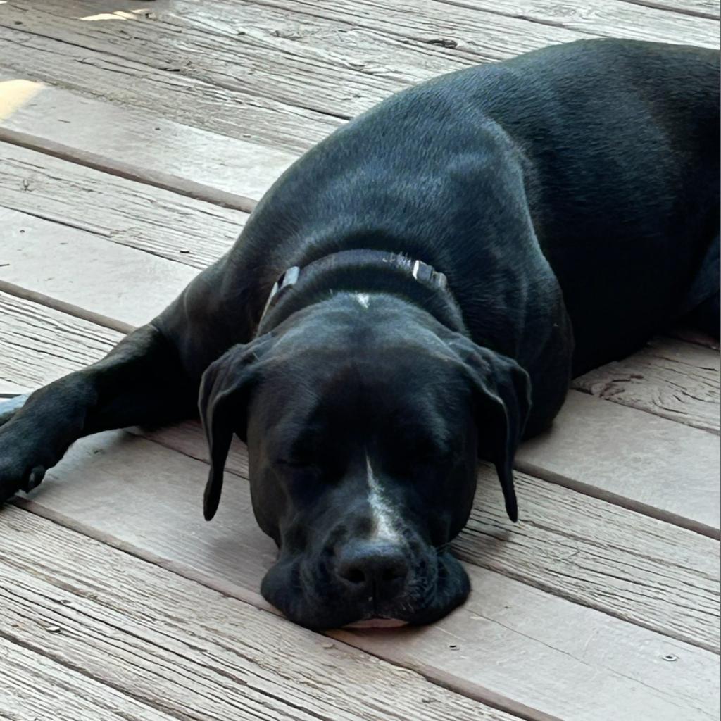 Oreo