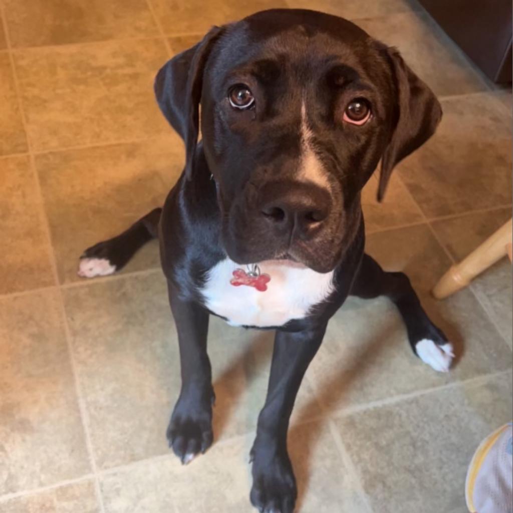 Oreo, an adoptable Pit Bull Terrier, Labrador Retriever in Mount Vernon, IN, 47620 | Photo Image 5