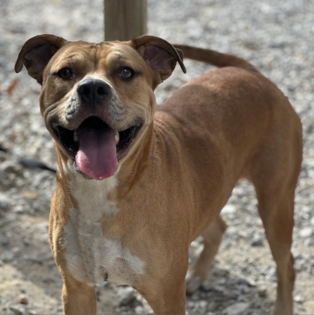 Lani, an adoptable Terrier in Mount Vernon, IN, 47620 | Photo Image 1