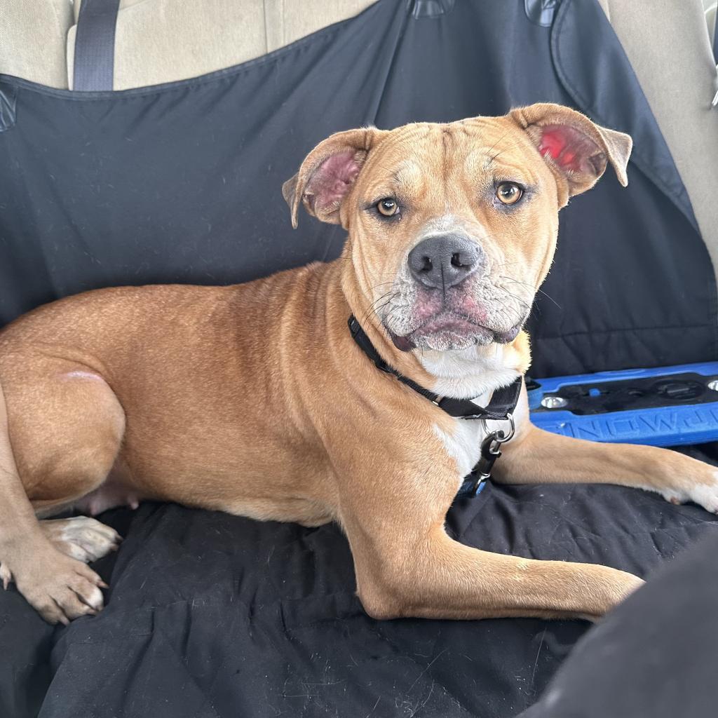 Lani, an adoptable Terrier in Mount Vernon, IN, 47620 | Photo Image 2