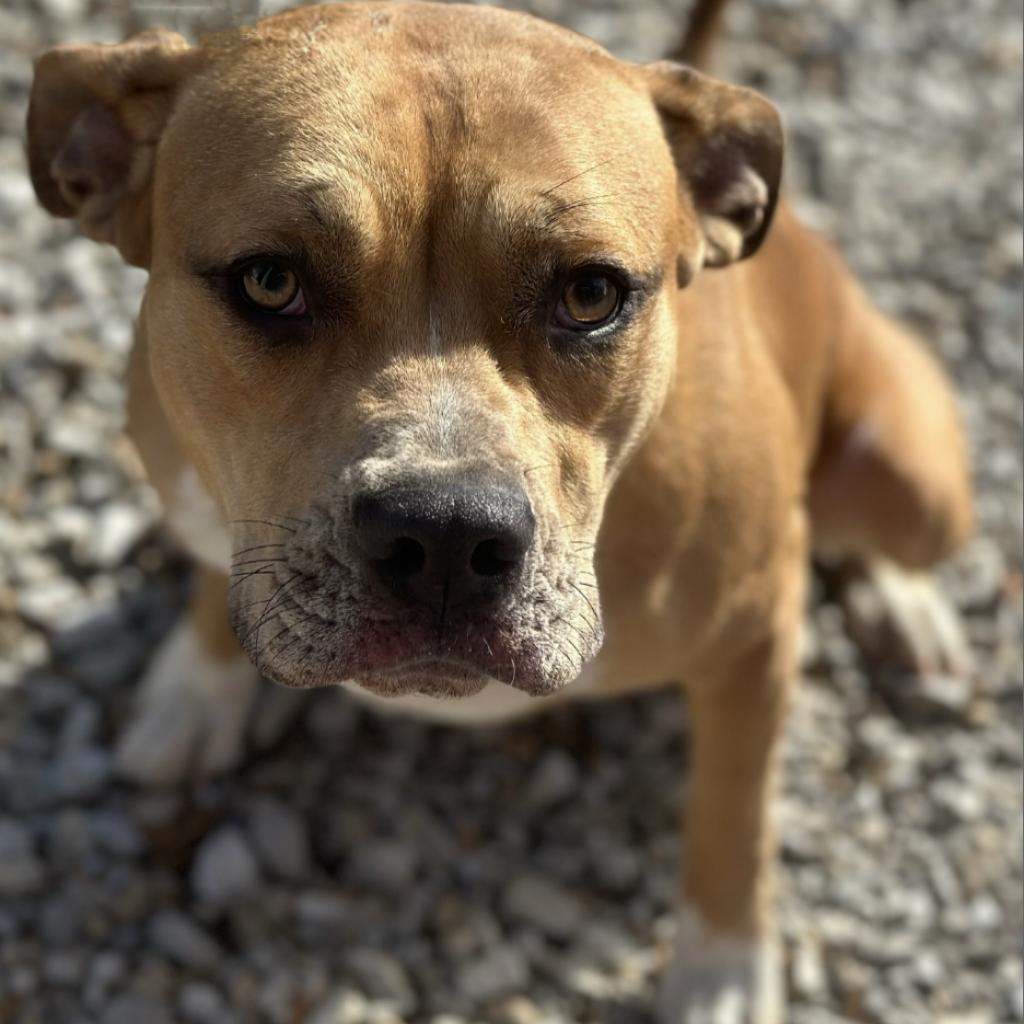 Lani, an adoptable Terrier in Mount Vernon, IN, 47620 | Photo Image 4