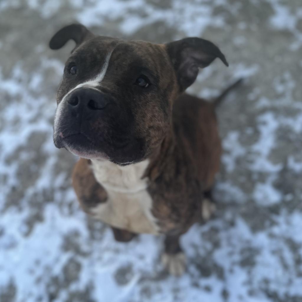 Meatloaf, an adoptable Boxer, Terrier in Mount Vernon, IN, 47620 | Photo Image 2
