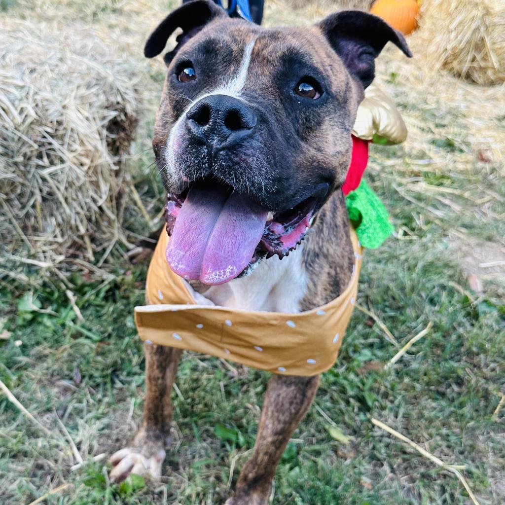 Meatloaf, an adoptable Boxer, Terrier in Mount Vernon, IN, 47620 | Photo Image 3
