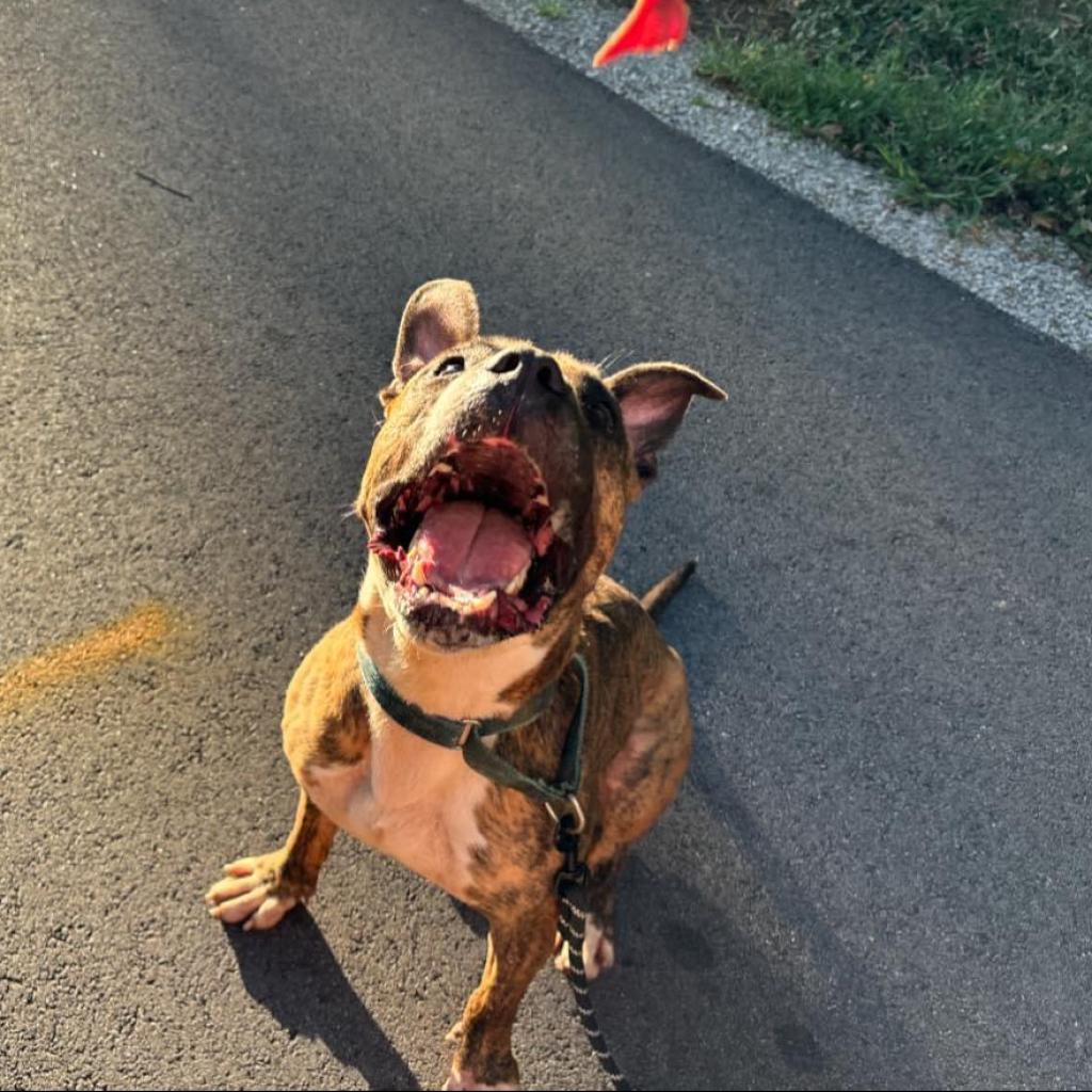 Meatloaf, an adoptable Boxer, Terrier in Mount Vernon, IN, 47620 | Photo Image 4