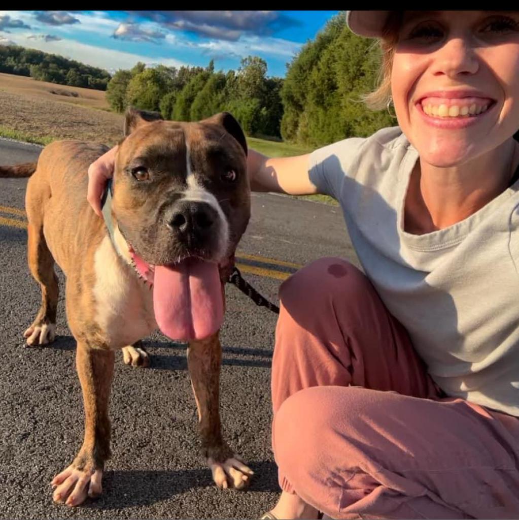Meatloaf, an adoptable Boxer, Terrier in Mount Vernon, IN, 47620 | Photo Image 5