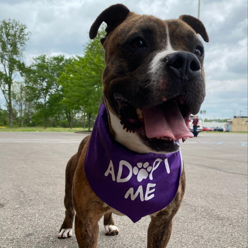Meatloaf, an adoptable Boxer, Terrier in Mount Vernon, IN, 47620 | Photo Image 6