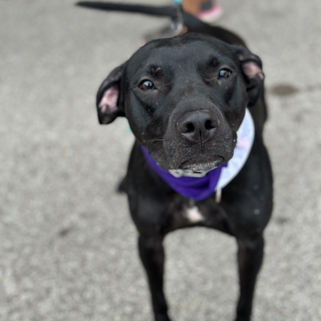 Rosie, an adoptable Black Labrador Retriever in Mount Vernon, IN, 47620 | Photo Image 1