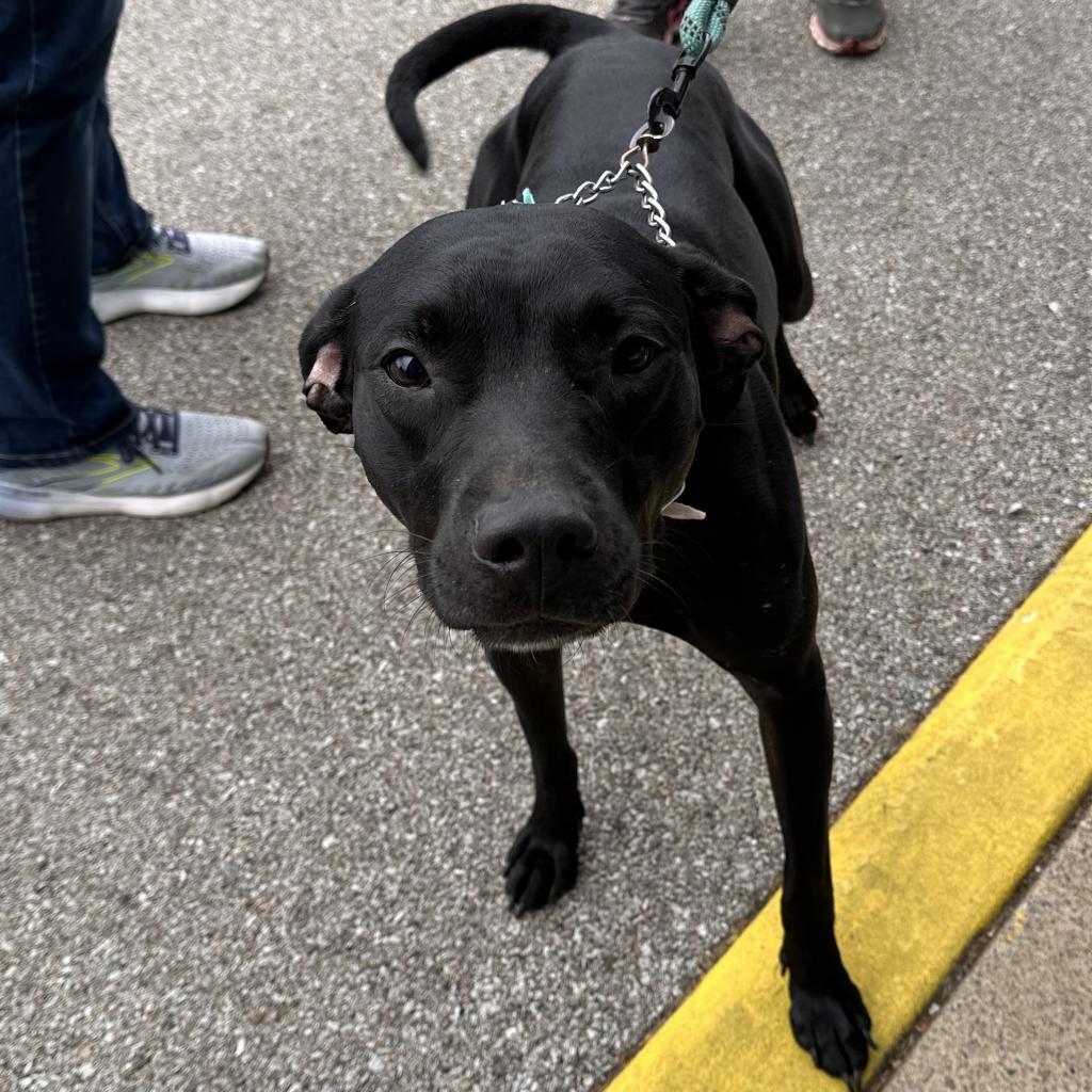 Rosie, an adoptable Black Labrador Retriever in Mount Vernon, IN, 47620 | Photo Image 2