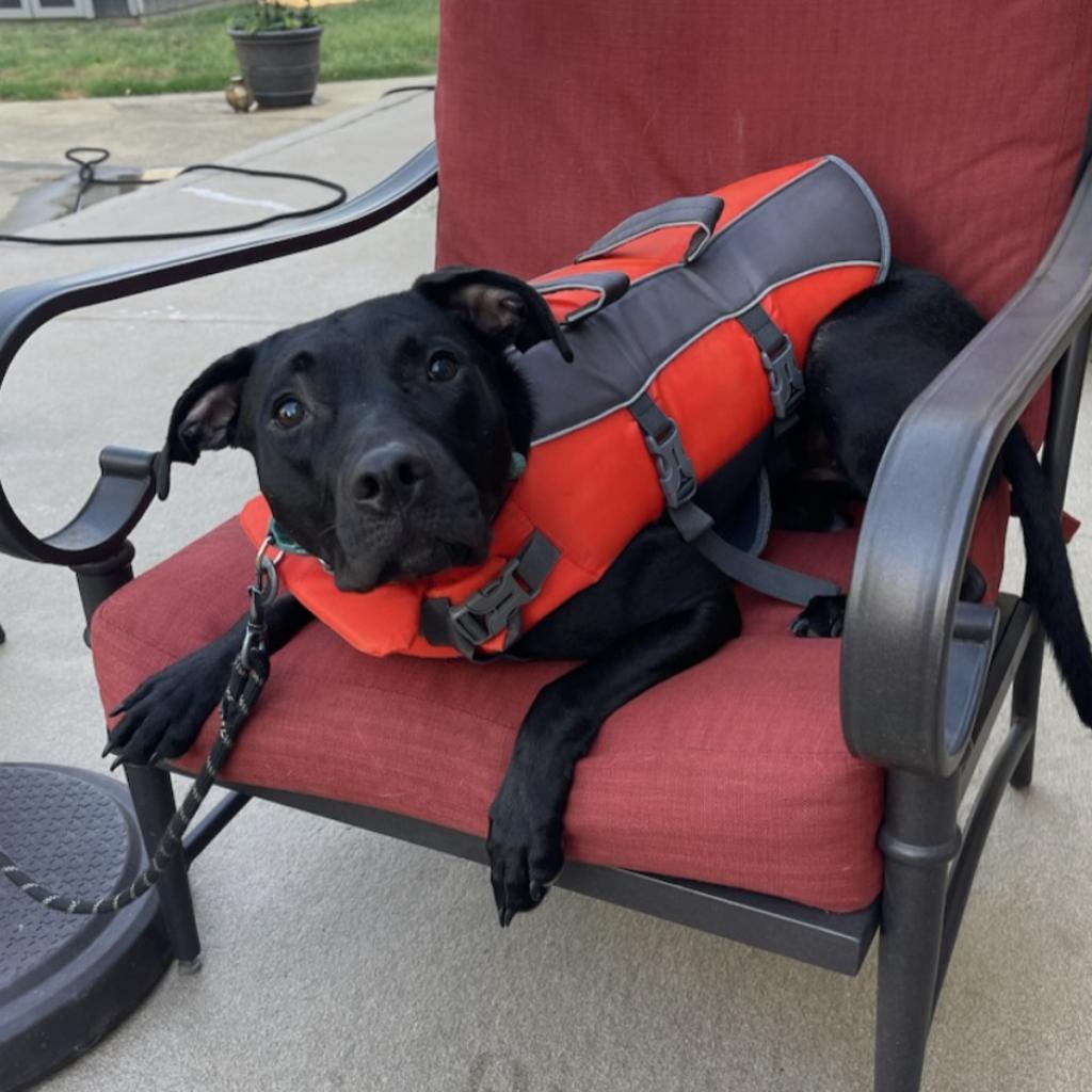 Rosie, an adoptable Black Labrador Retriever in Mount Vernon, IN, 47620 | Photo Image 3