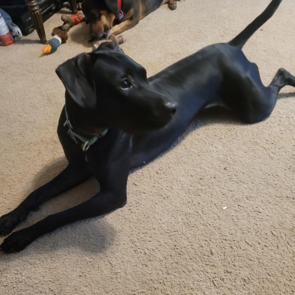 Rosie, an adoptable Black Labrador Retriever in Mount Vernon, IN, 47620 | Photo Image 4