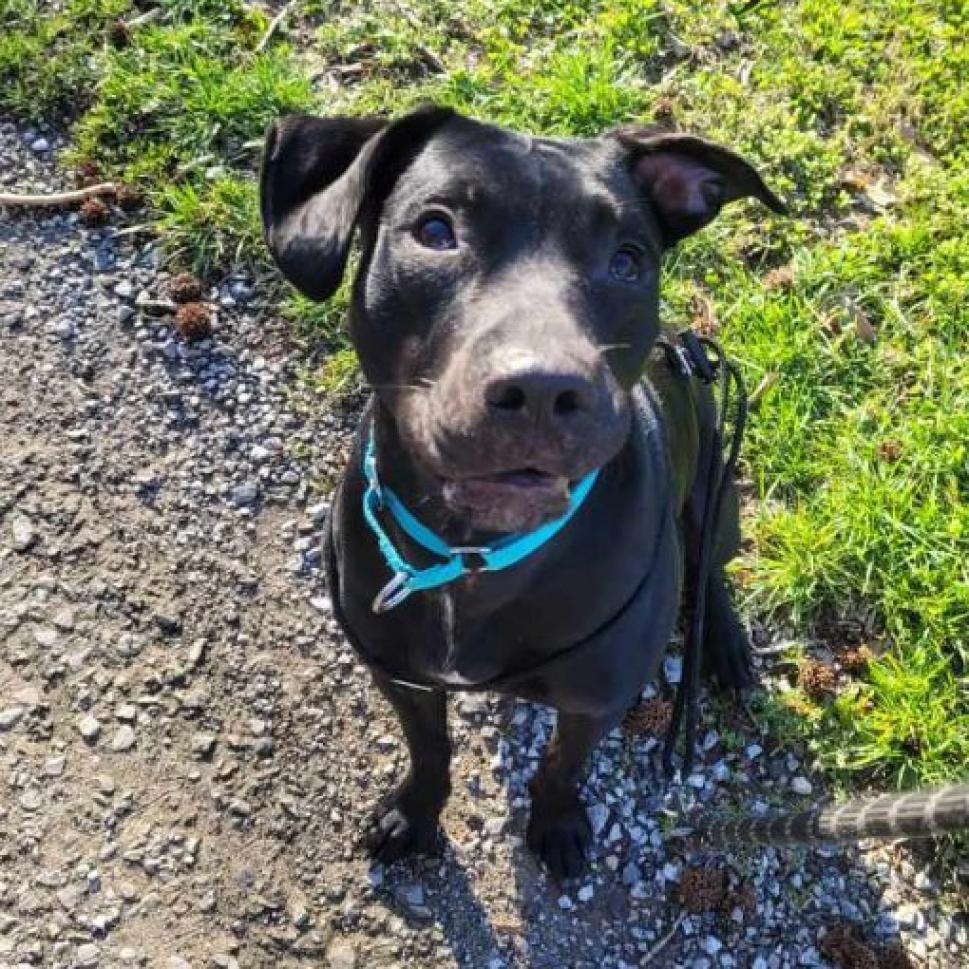 Rosie, an adoptable Black Labrador Retriever in Mount Vernon, IN, 47620 | Photo Image 5