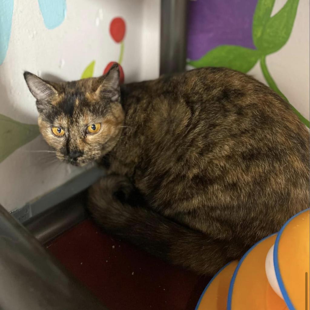 Nutmeg