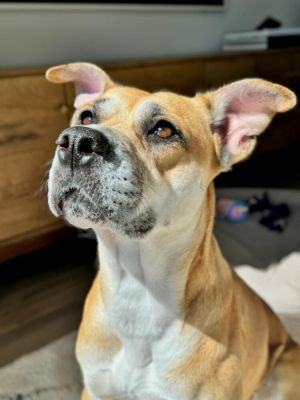 Wilma arrived with nine puppies from South Carolina after bravely defending them and being shot at t