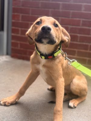 Wolfe is the sweetest boy weighing about 13 lbs As he is already 5 months old and still quite shor