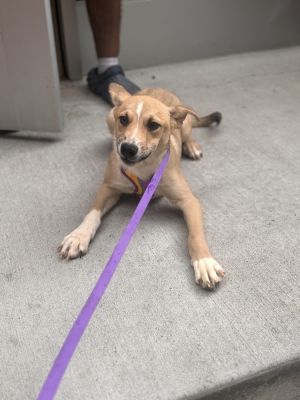 Wioleta Mixed Breed Dog