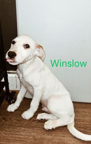 Winslow Mixed Breed Dog