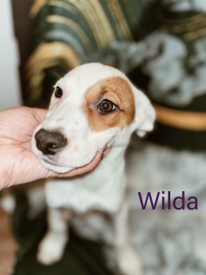 Wilda Mixed Breed Dog