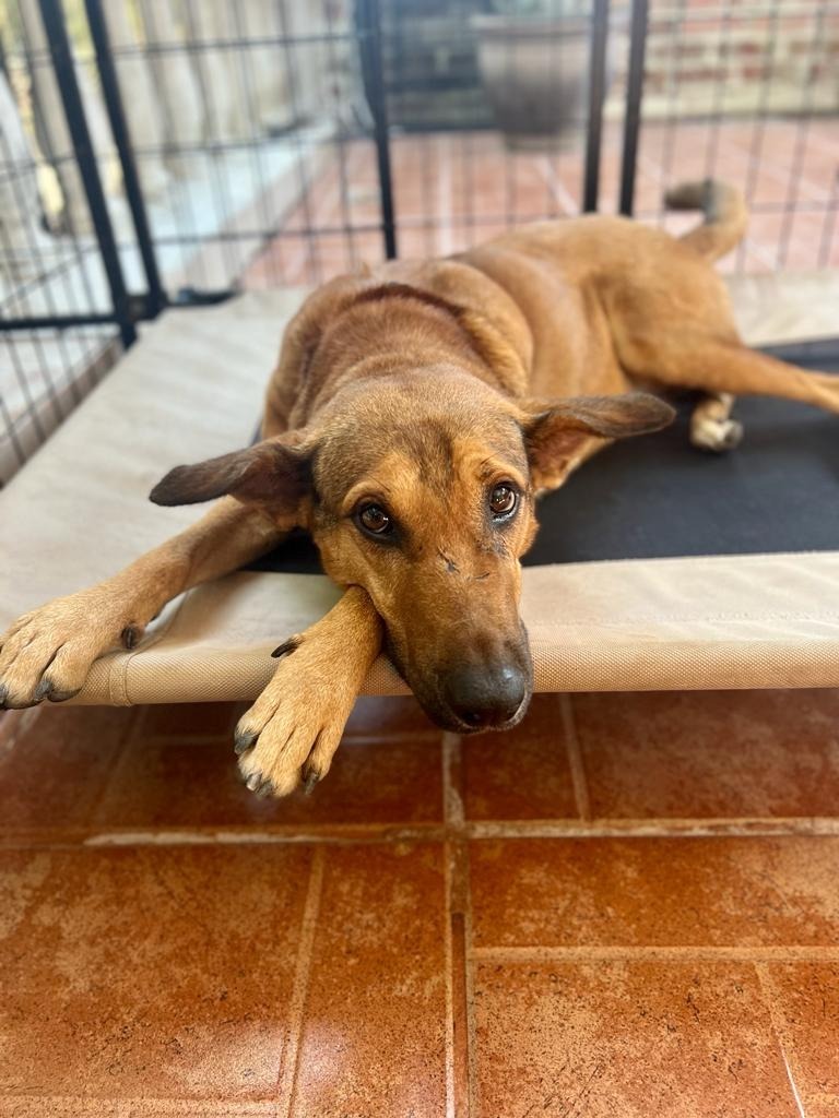 Bentley, an adoptable Labrador Retriever, Mixed Breed in San Juan de Abajo, NAY, 63732 | Photo Image 2