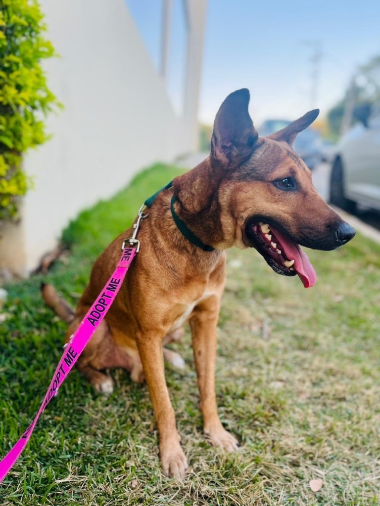 Bentley, an adoptable Labrador Retriever, Mixed Breed in San Juan de Abajo, NAY, 63732 | Photo Image 3