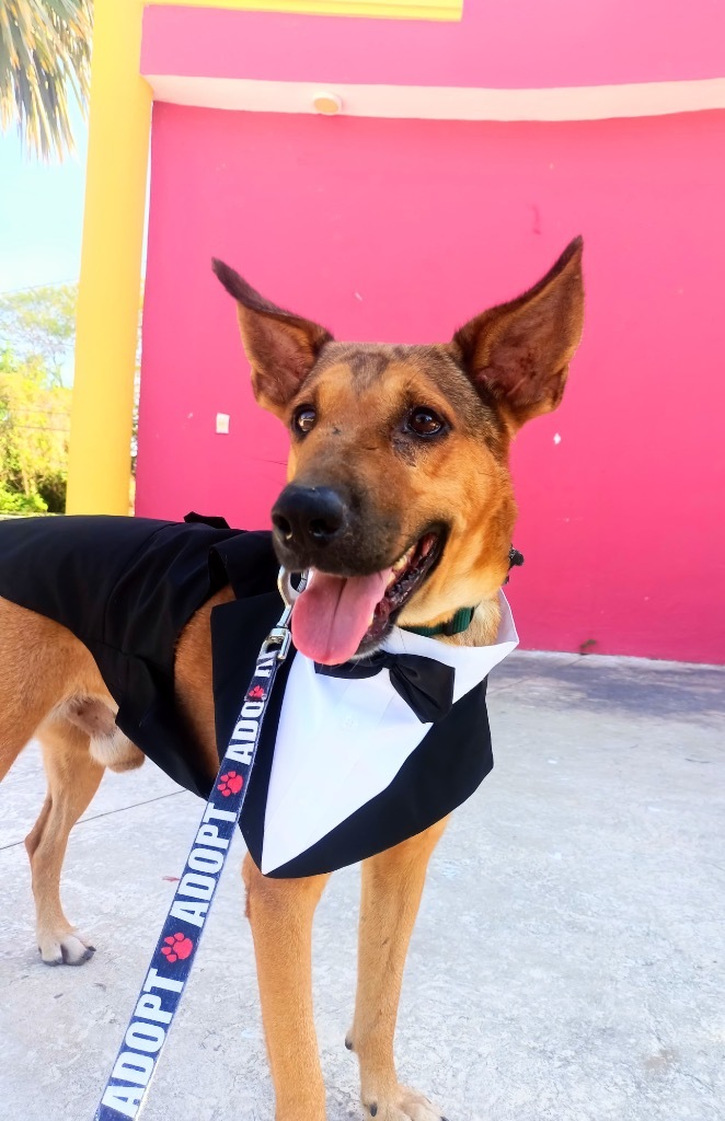 Bentley, an adoptable Labrador Retriever, Mixed Breed in San Juan de Abajo, NAY, 63732 | Photo Image 4