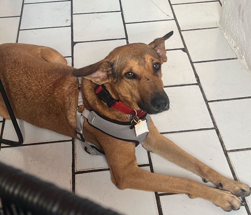 Bentley, an adoptable Labrador Retriever, Mixed Breed in San Juan de Abajo, NAY, 63732 | Photo Image 5