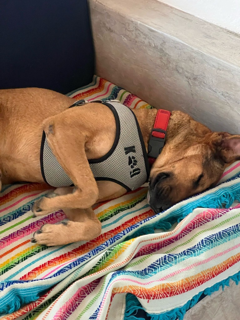 Bentley, an adoptable Labrador Retriever, Mixed Breed in San Juan de Abajo, NAY, 63732 | Photo Image 6