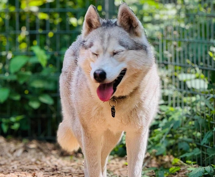 Kai, an adoptable Husky in Sultan, WA, 98294 | Photo Image 1