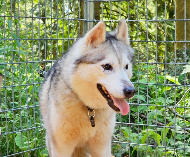 Kai, an adoptable Husky in Sultan, WA, 98294 | Photo Image 2