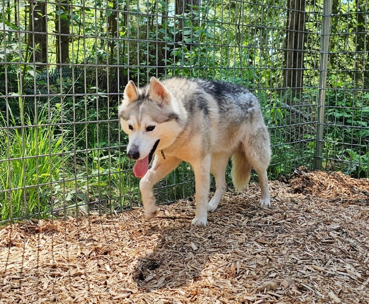 Kai, an adoptable Husky in Sultan, WA, 98294 | Photo Image 3