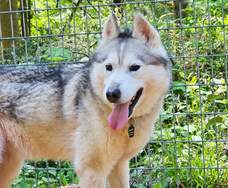 Kai, an adoptable Husky in Sultan, WA, 98294 | Photo Image 4