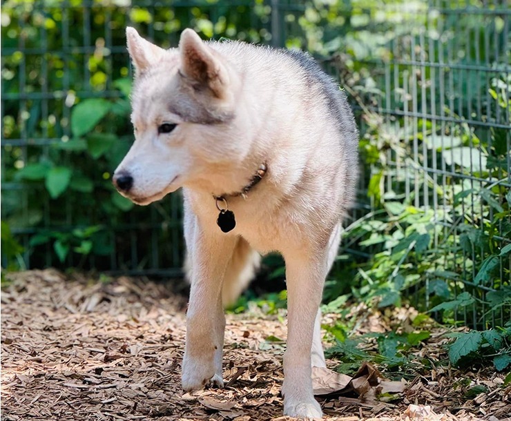 Kai, an adoptable Husky in Sultan, WA, 98294 | Photo Image 5