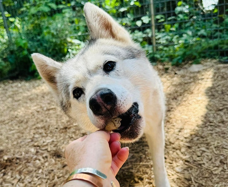 Kai, an adoptable Husky in Sultan, WA, 98294 | Photo Image 6