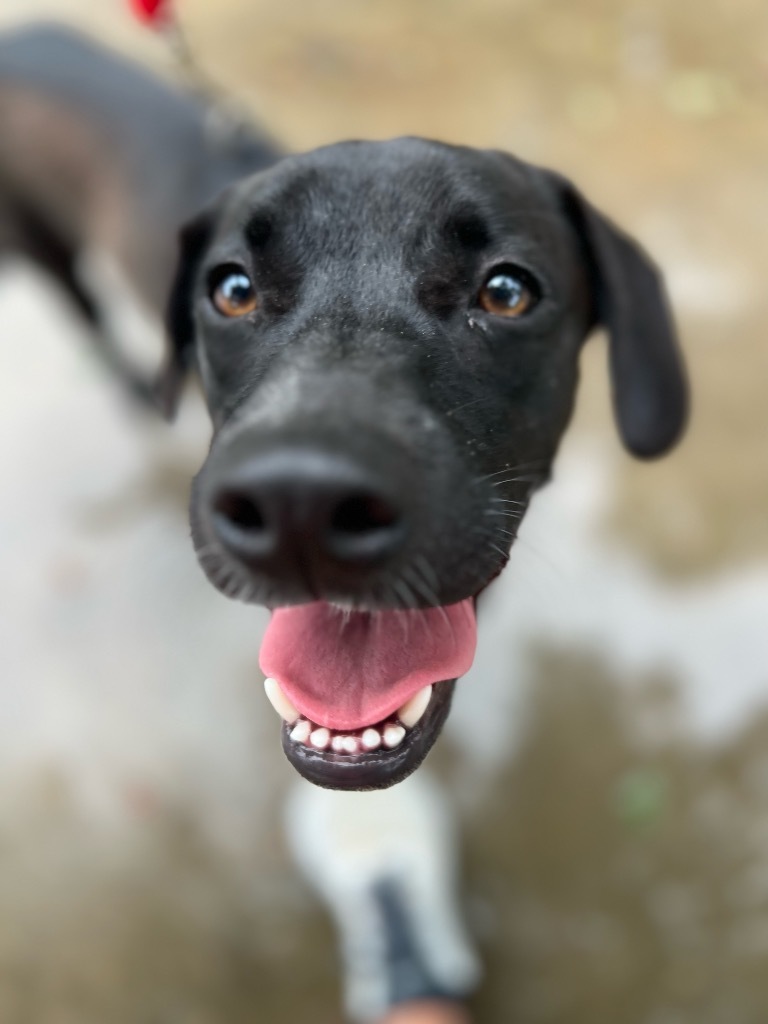 Clifton, an adoptable Labrador Retriever in Fulton, TX, 78358 | Photo Image 1