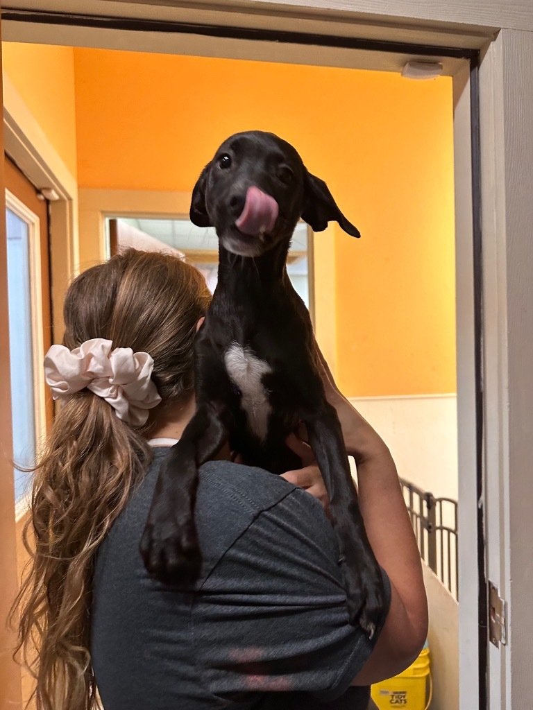 Clifton, an adoptable Labrador Retriever in Fulton, TX, 78358 | Photo Image 2