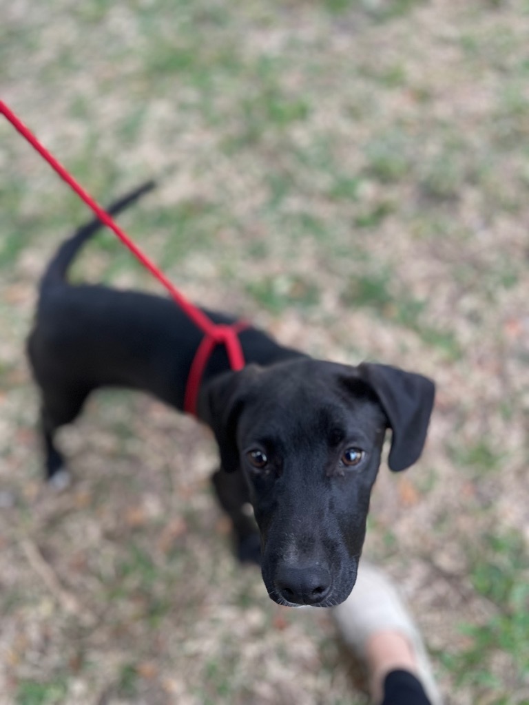 Clifton, an adoptable Labrador Retriever in Fulton, TX, 78358 | Photo Image 3