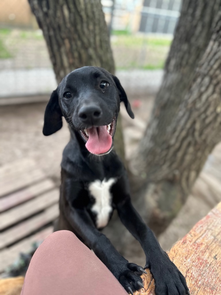 Clifton, an adoptable Labrador Retriever in Fulton, TX, 78358 | Photo Image 4