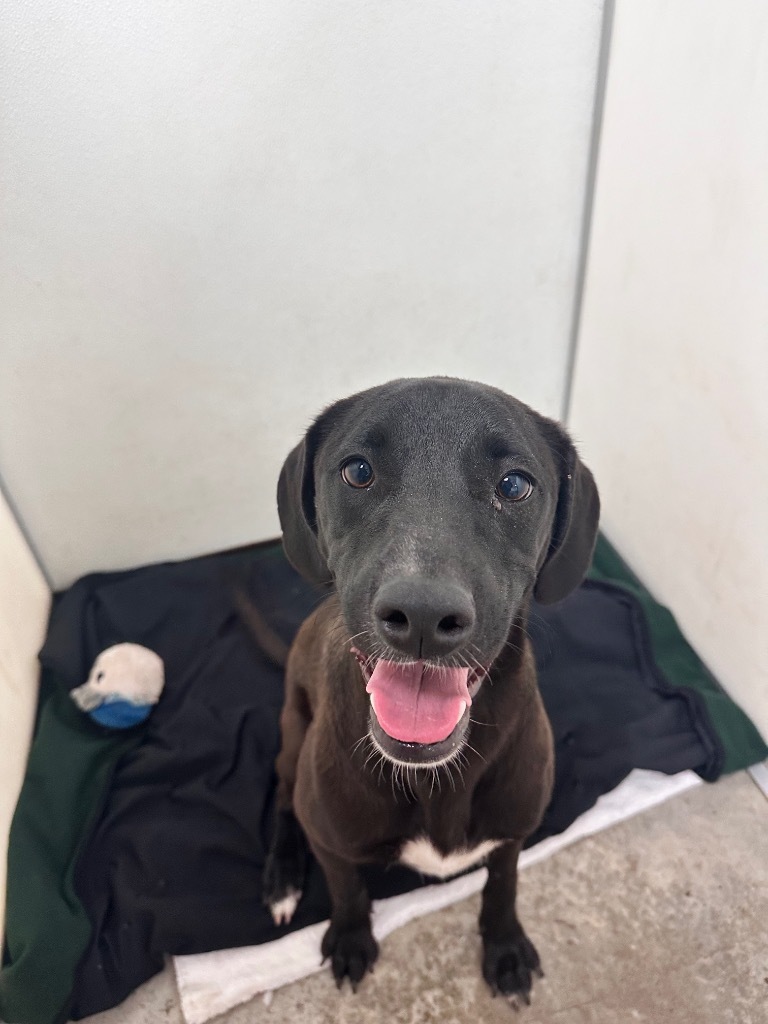 Clifton, an adoptable Labrador Retriever in Fulton, TX, 78358 | Photo Image 5