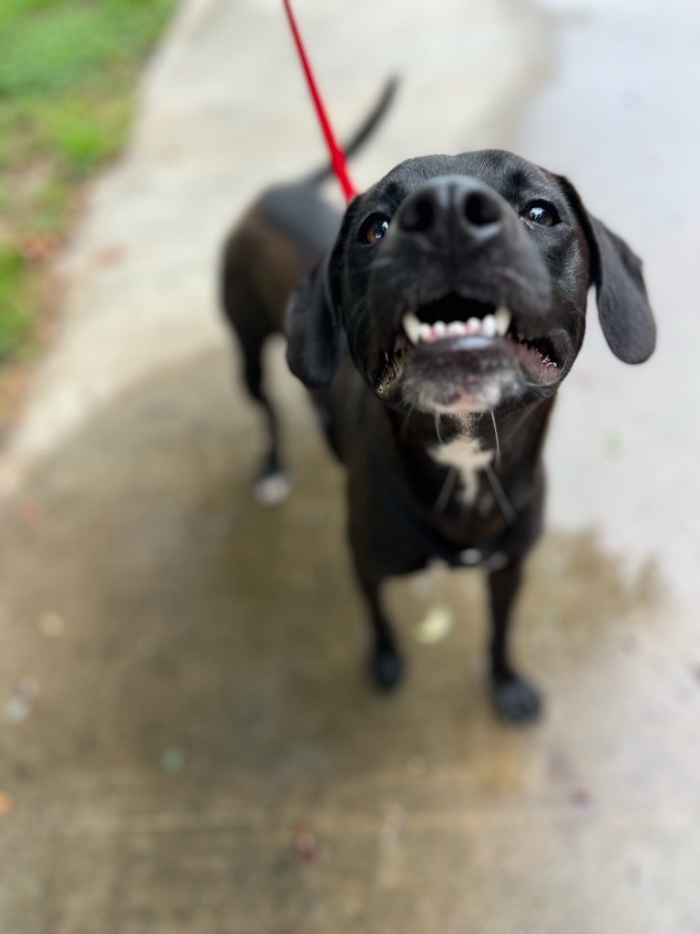 Clifton, an adoptable Labrador Retriever in Fulton, TX, 78358 | Photo Image 6